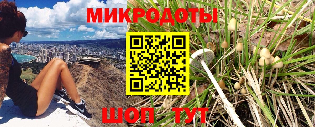 Псилоцибиновые грибы Psilocybe Нижний Тагил